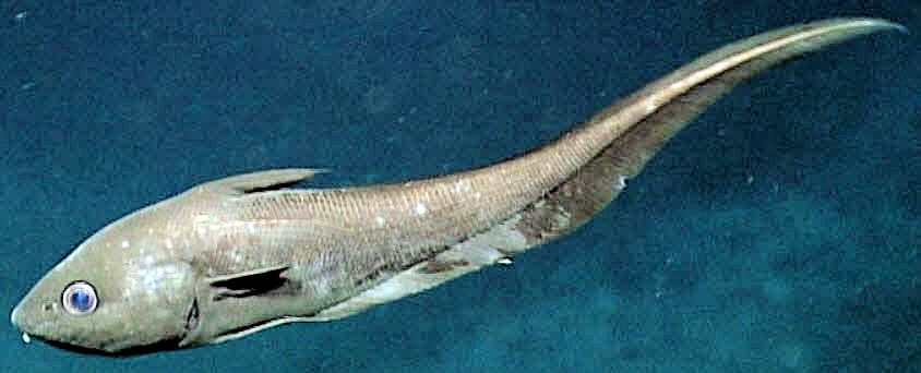 Coryphaenoides rudis_03.jpg